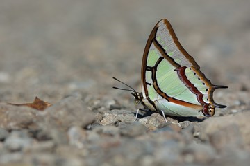 Naklejka na ściany i meble Butterfly from the Taiwan (Polyura narcaea meghaduta)Small two tail butterfly in water