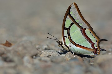 Naklejka na ściany i meble Butterfly from the Taiwan (Polyura narcaea meghaduta)Small two tail butterfly in water