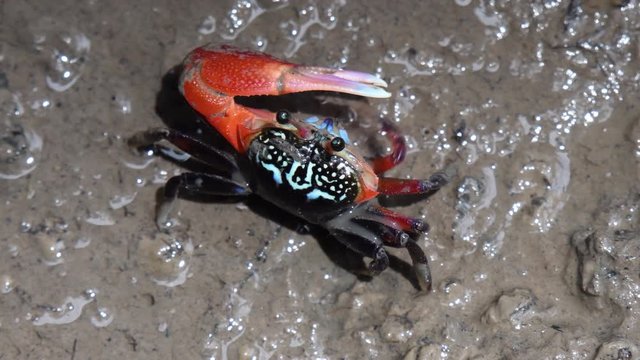 Beautiful colour Fiddler Crab eating something from the mud.