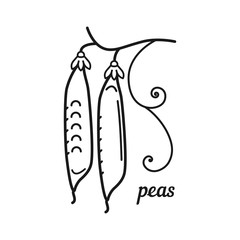 A pea pod. Linear vector illustration.
