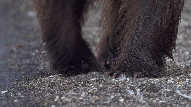 Bear foot c