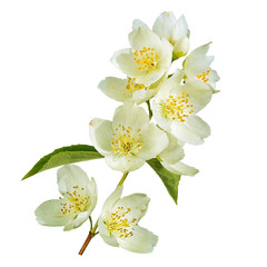 branch of jasmine flowers and leaves isolated on white background