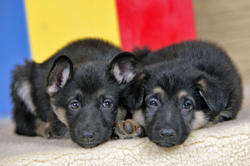 Two German Shepherd puppies, few week, lying together, watching.