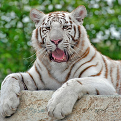 Close up of young White Bengal Tiger lying on rock, yawning.