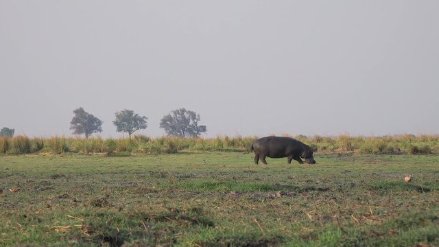 Lonely Hippo in the Chobe National Park (Botswana) as 4K footage