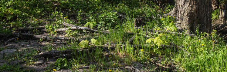 Baumstamm mit Wurzelwerk