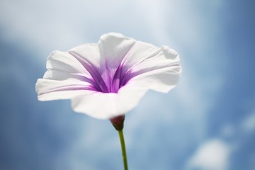 Morning Glory compared to the beauty of the sky.