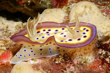 Nudibranch, Goniobranchus kuniei