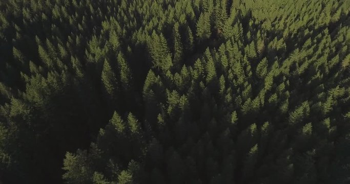 Mt. Hood Forest Tilt Up From Forest To Reveal Mountain Drone Shot in 4K