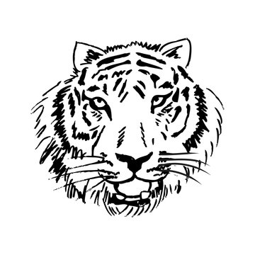Sketch of  tiger