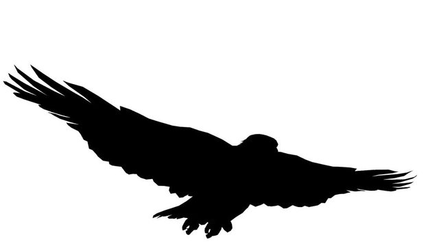 Eagle inciting wings flying gliding,haliaeetus leucocephalus bird animal sketch silhouette.american freedom symbol.