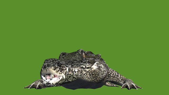 Crocodile open mouth attack hunting,Dangerous animals.