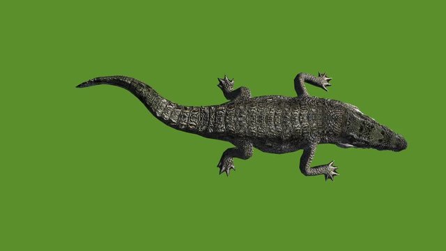 Crocodile open mouth attack hunting,Dangerous animals.