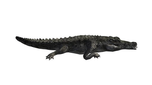 Crocodile open mouth attack hunting eating,Dangerous animals.