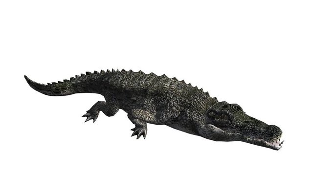 Crocodile open mouth attack hunting wallow,Dangerous animals turn over rolling.