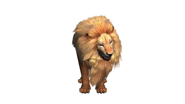 Lion bite eating,Endangered wild animal wildlife.
