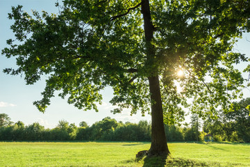 Beautiful young oak tree with sun in the branches