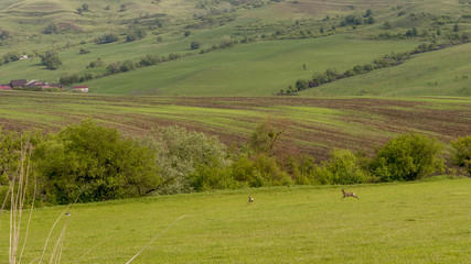 Fototapeta premium Two beautiful fallow deer run free in the countryside of Viscri, Romania