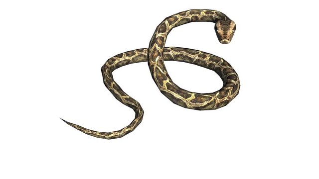 Snake & jungle carpet python attack,sliding decorative non venomous,wild animal herpetology background.