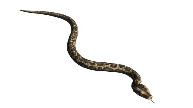 Snake & jungle carpet python crawling swimming,sliding decorative non venomous,wild animal herpetology background. 