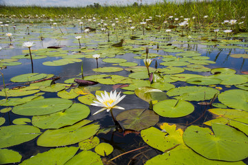 Water lilies are blooming in Okavango Delta UNESCO World Heritage Site, Maun, Botswana