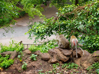Close-up detail of a family of monkeys looking down onto leafy trees and a parking lot. Jompon Cave, Ratchaburi, Thailand. Travel and wildlife concept.