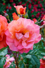 Lush bush of bright pink roses on a background of nature. Flower garden. Vertical view.