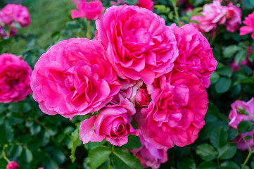 Lush bush of bright pink roses on a background of nature. Flower garden. Close up