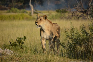 Standing female lion, Okavango Delta UNESCO World Heritage Site, Botswana, Africa