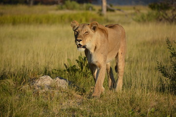 Walking female lion, Okavango Delta UNESCO World Heritage Site, Botswana, Africa