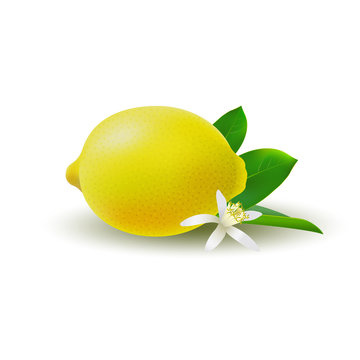 Isolated colored whole juicy yellow lemon with green leaf, white flower and shadow on white background. Realistic citrus fruit.