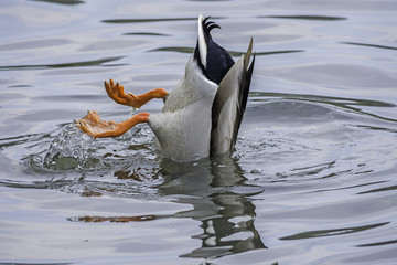 Mallard duck feeding on the bottom of the pond