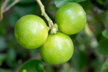 Limes on Tree