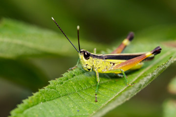 Image of grasshopper (Sugarcane White-tipped locust., Ceracris fasciata) on green leaves. Insect...