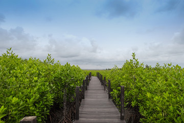 Naklejka na ściany i meble Wooden bridge in mangrove in Thailand