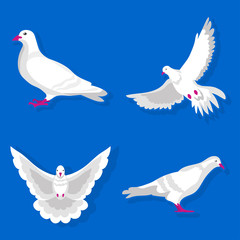 Graceful white pigeon stand and spreads wings illustration set