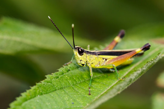 Image of grasshopper (Sugarcane White-tipped locust., Ceracris fasciata) on green leaves. Insect Animal. Caelifera., Acrididae