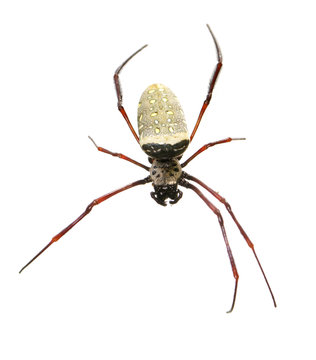 Image of batik golden web spider / Nephila antipodiana on white background. Insect Animal