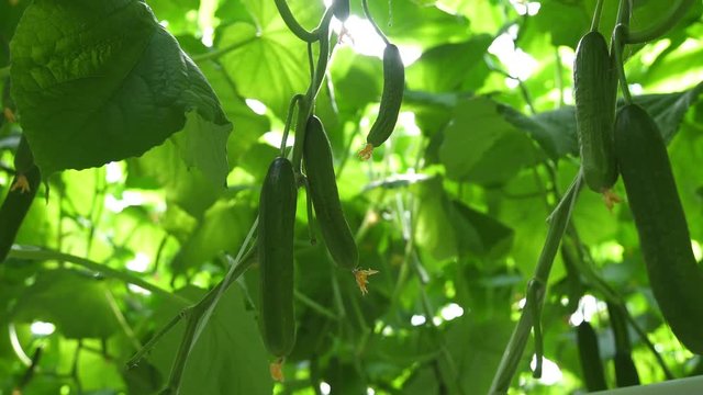 Cucumbers hang on a branch in an industrial greenhouse. Technologies of greenhouse growth of plants: green culture. Modern farming: growing cucumbers in an automated greenhouse.