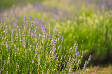 Lavender field