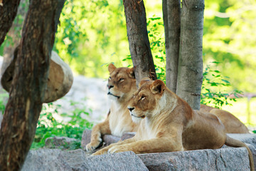 Lion and lioness rests