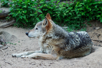 Wild gray wolf
