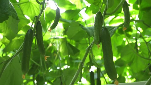 Zonal heating in the zone of plant growth in an industrial greenhouse. Technologies of greenhouse growth of plants: green culture. Modern farming: growing cucumbers in an automated greenhouse.