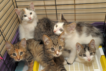 Five kittens isolated in a cage