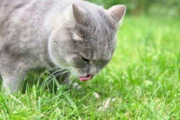 Naklejka na ściany i meble The cat licks lips on a lawn