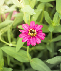 Natural Colorful flower garden on holiday  background