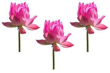 Pink lotus on white background