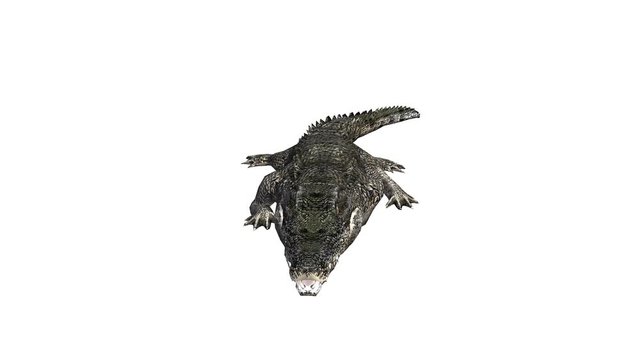 Crocodile open mouth attack hunting eating,Dangerous animals.