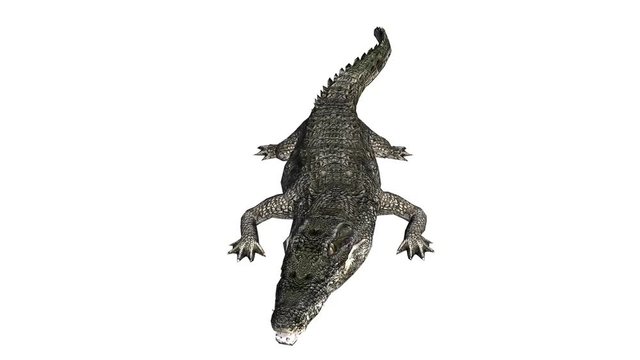 Crocodile open mouth attack hunting,Dangerous animals.
