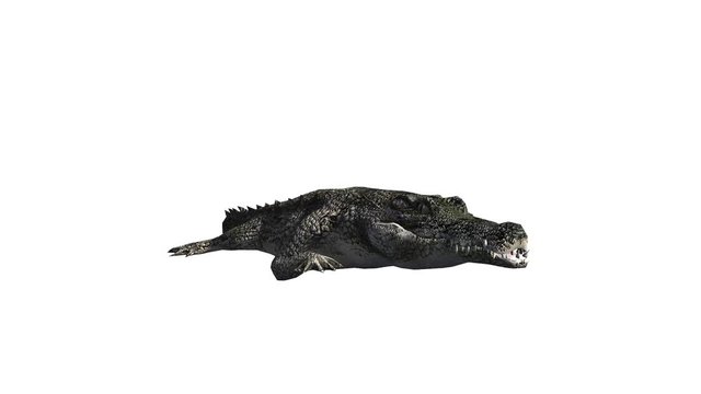 Crocodile open mouth attack hunting eating,Dangerous animals.
